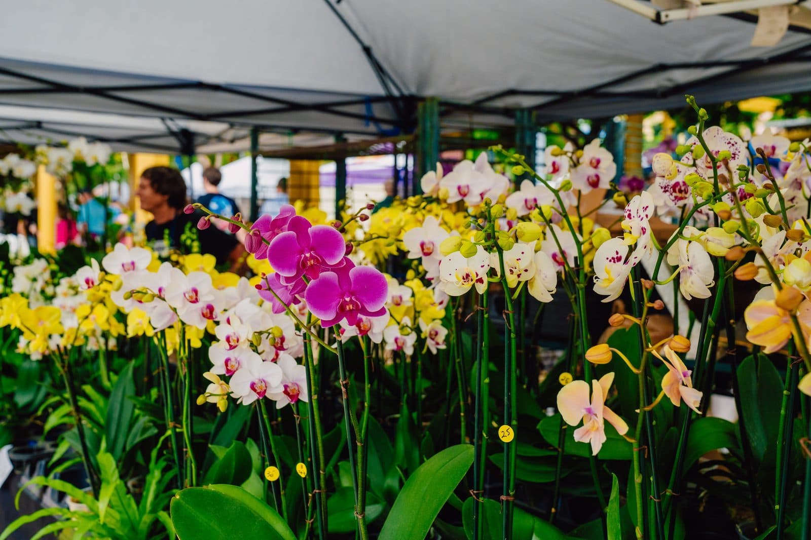 The WPB GreenMarket: America's #1 Farmers Market