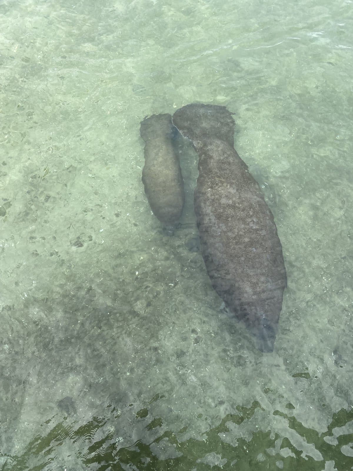 Manatee Lagoon: WPB's Most Unexpected Wildlife Destination