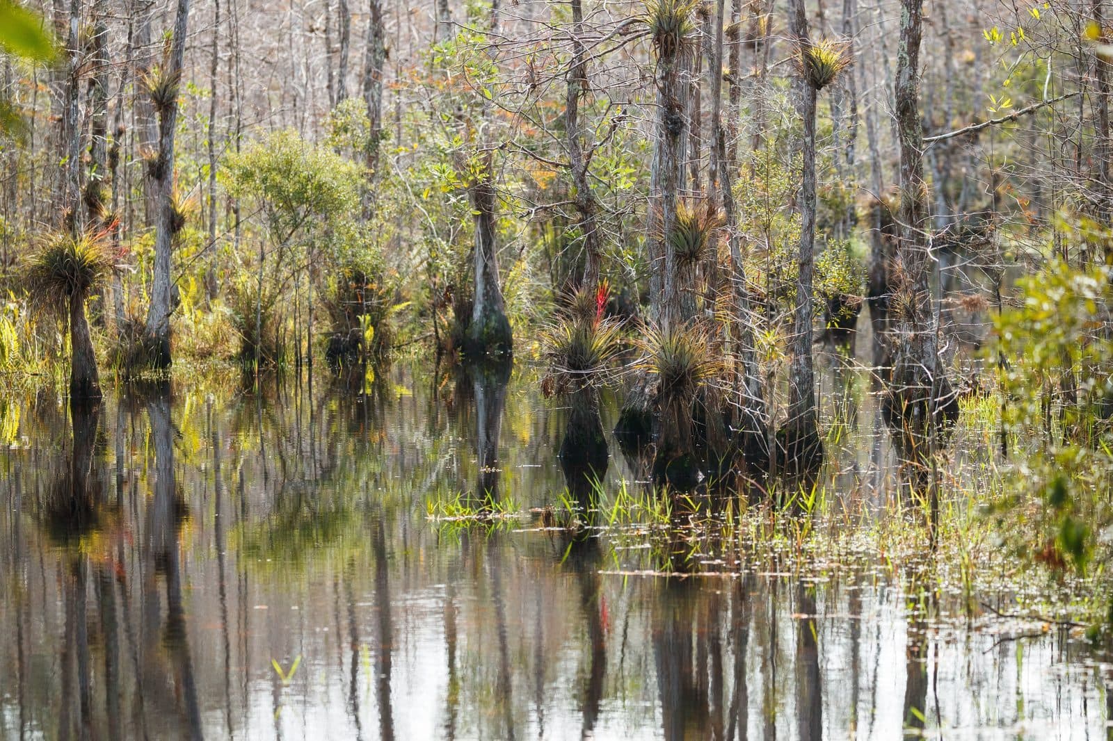 Grassy Waters Preserve: Serious Nature 20 Minutes from Downtown
