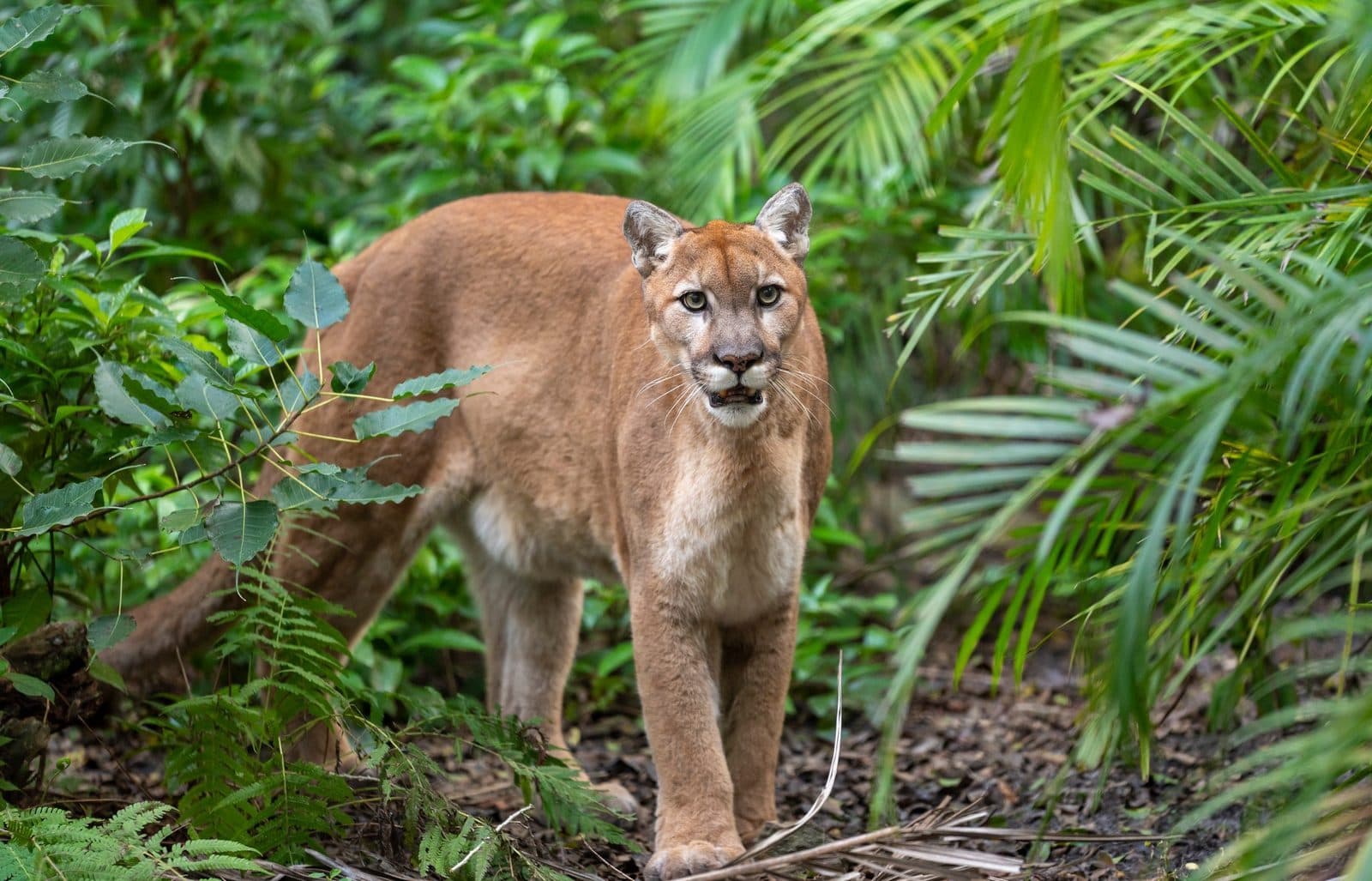 Palm Beach Zoo & Conservation Society
