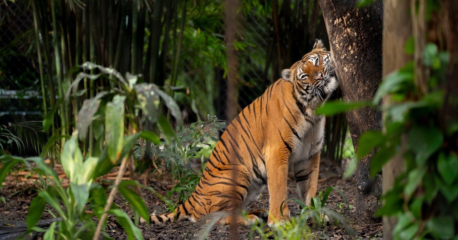 Palm Beach Zoo & Conservation Society