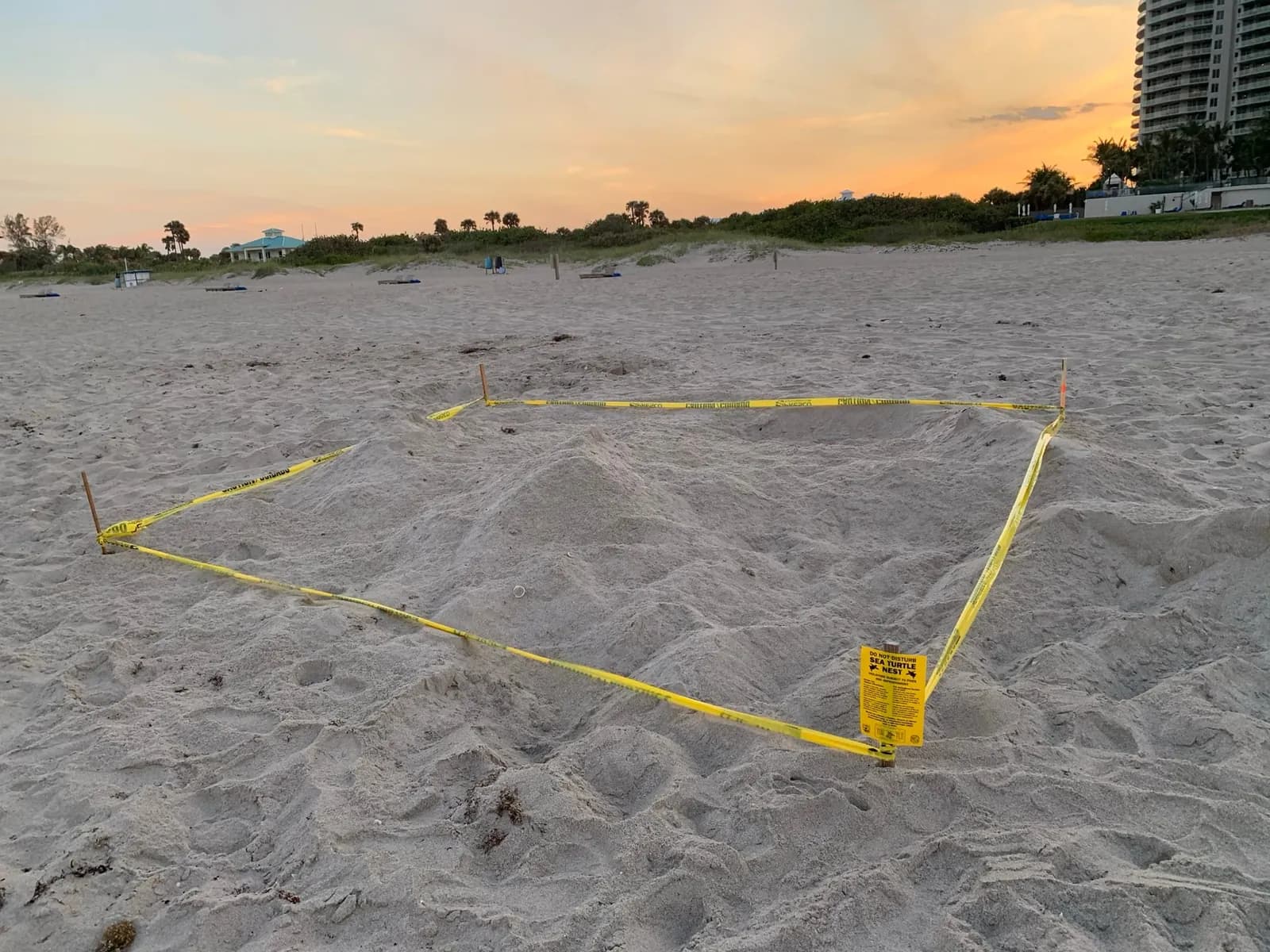 A staked and taped sea turtle nest on a Singer Island beach